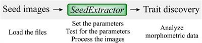 SeedExtractor: An Open-Source GUI for Seed Image Analysis